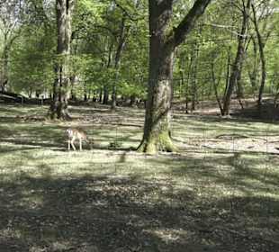 Wanderweg Hochgehwachsen