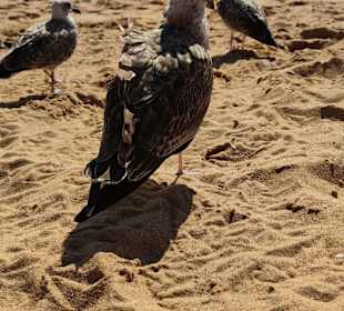 Praia de Nossa Senhora da Rocha