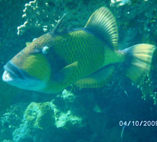 Riesendrückerfisch