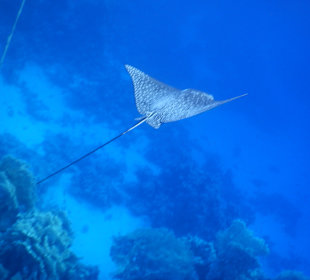 Schnorcheln Marsa Alam