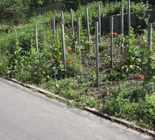 Botanischer Garten der Universität Zürich