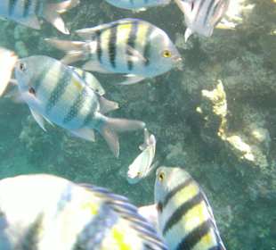 Die zutraulichen Fischis vor der Linse