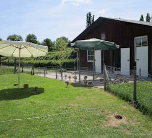 Straußenfarm Mhou Rülzheim