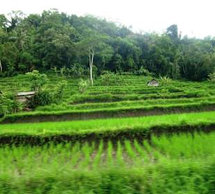 Rundreise mit Guide Wayan Pageh Reisfelder