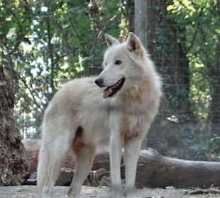 Bei den weissen Wölfen