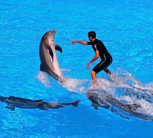 Loro - Park Delfin - Show