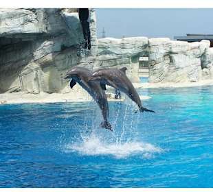 Delfinarium