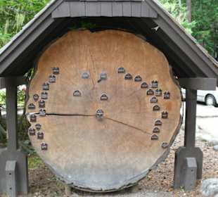 Alter Baumstamm im Nationalpark