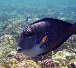Wunderschöne Unterwasserwelt