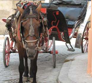 Pferdekutsche in Havanna