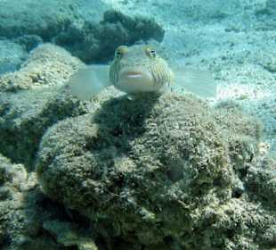 Schwanzfleck-Sandbarsch