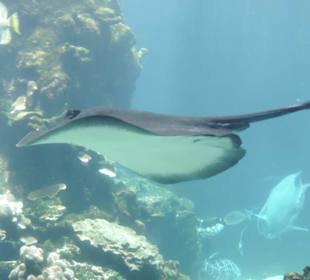 Im Aquarium unterwegs