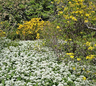 Rundgang durch den Berggarten Hannover
