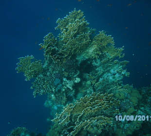 Koralle im Hausriff Madinat Coraya