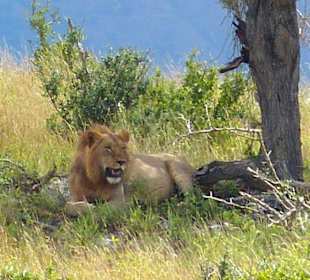 Löwe im Nationalpark