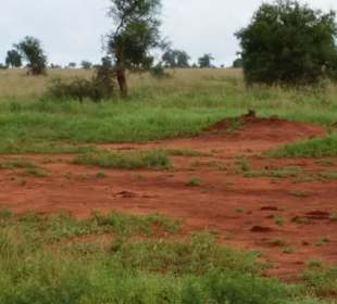 Sarova Salt Lick Game Lodge