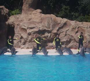 Espectaculo de delfines en Loro Parque