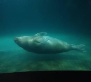 Aquarium / Oceanongrafic