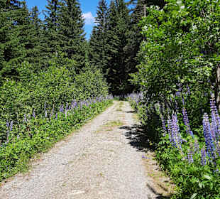 Wandern St. Michael im Lungau