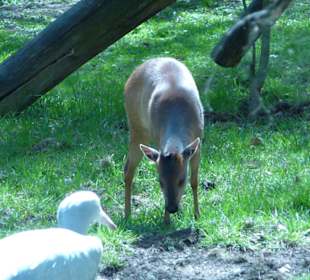 Rotducker - Paradieskranich