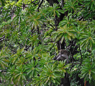 Tiger Cave Tempel (Wat Tham Sua)