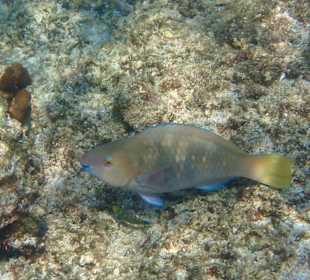 Unterwasserwelt Musandam