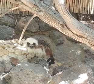 Sehr neugirieger Affe (-: