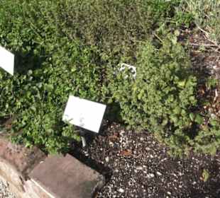 Kräutergarten