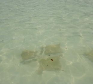 Minirochen auf Holbox