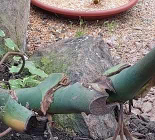 Schmetterlingsgarten