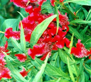 Pflanze in Tempelanlage