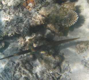 Veranda Palmar Schnorcheln