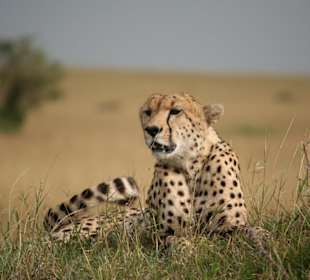 Masai Mara