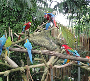 Farbenfrohe Vogelpracht