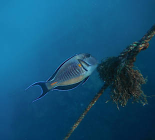 Arabischer Doktorfisch 