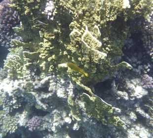 Korallenriff mit Bewohner