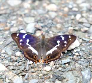 Ständiger Begleiter bei Wanderungen 