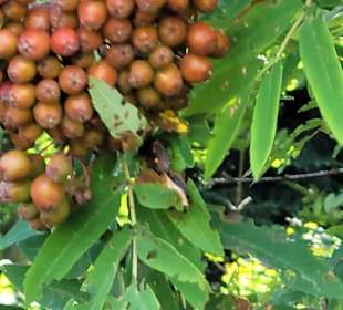 Wandern Oberwiesenthal