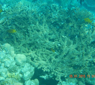 Коралловый риф