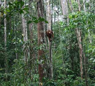 Orang Utan