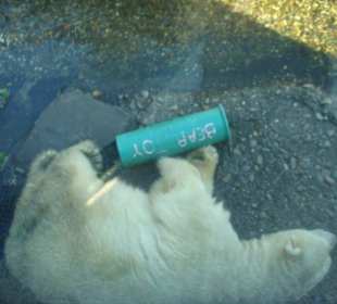 Gli orsi di Central Park