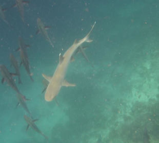 Weißspitzen-Riffhai
