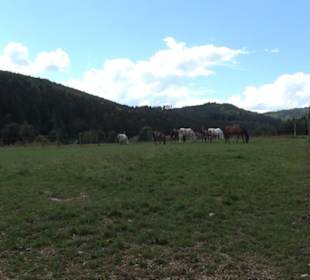 Haupt- und Landgestüt Marbach