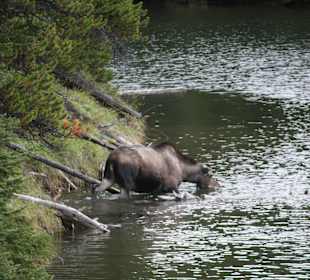Am Moose Lake (kleiner Abstecher vom Maligne Lake)