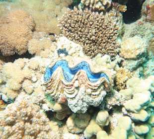 Schnorcheln Marsa Alam