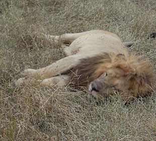 Simba nach dem Fressen 