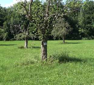 Eduard Lucas Musterobstgarten Mähringen
