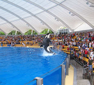 Orca Show