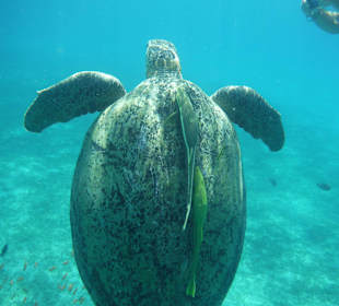 Schildi Marsa Mubarak