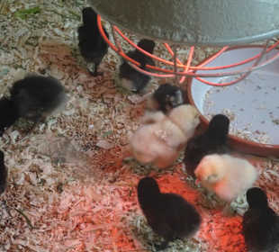 In der Aufzuchtstation der Jungvögel